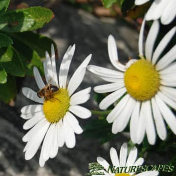 bee on daisy