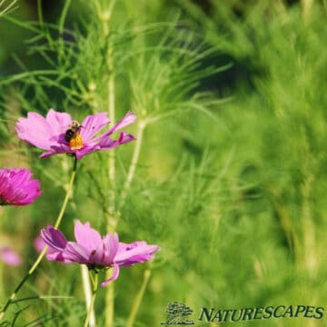 bee on purple cosmo